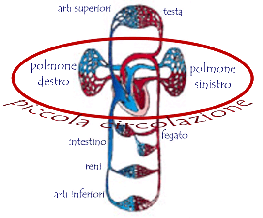 Grande Circolazione E Piccola Circolazione In Breve LA CIRCOLAZIONE DEL SANGUE